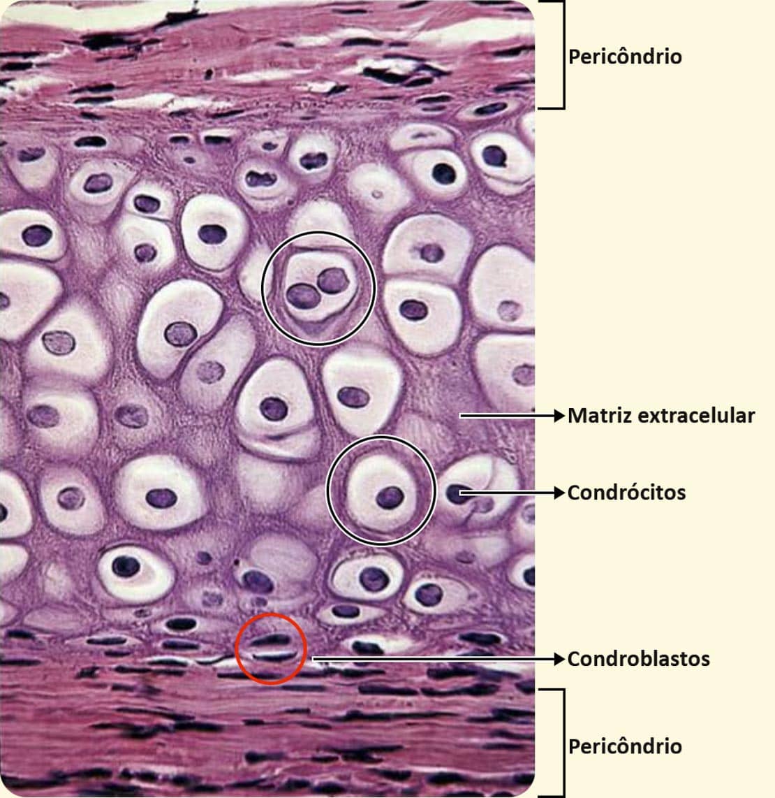 Histologia Do Tecido Cartilaginoso Sseo E Muscular