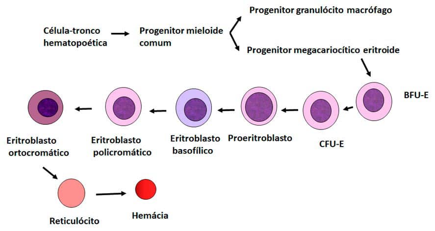 Introdução à Hematologia