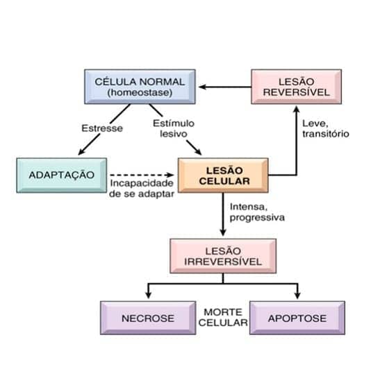 Processos De Lesão, Degeneração E Morte Celular