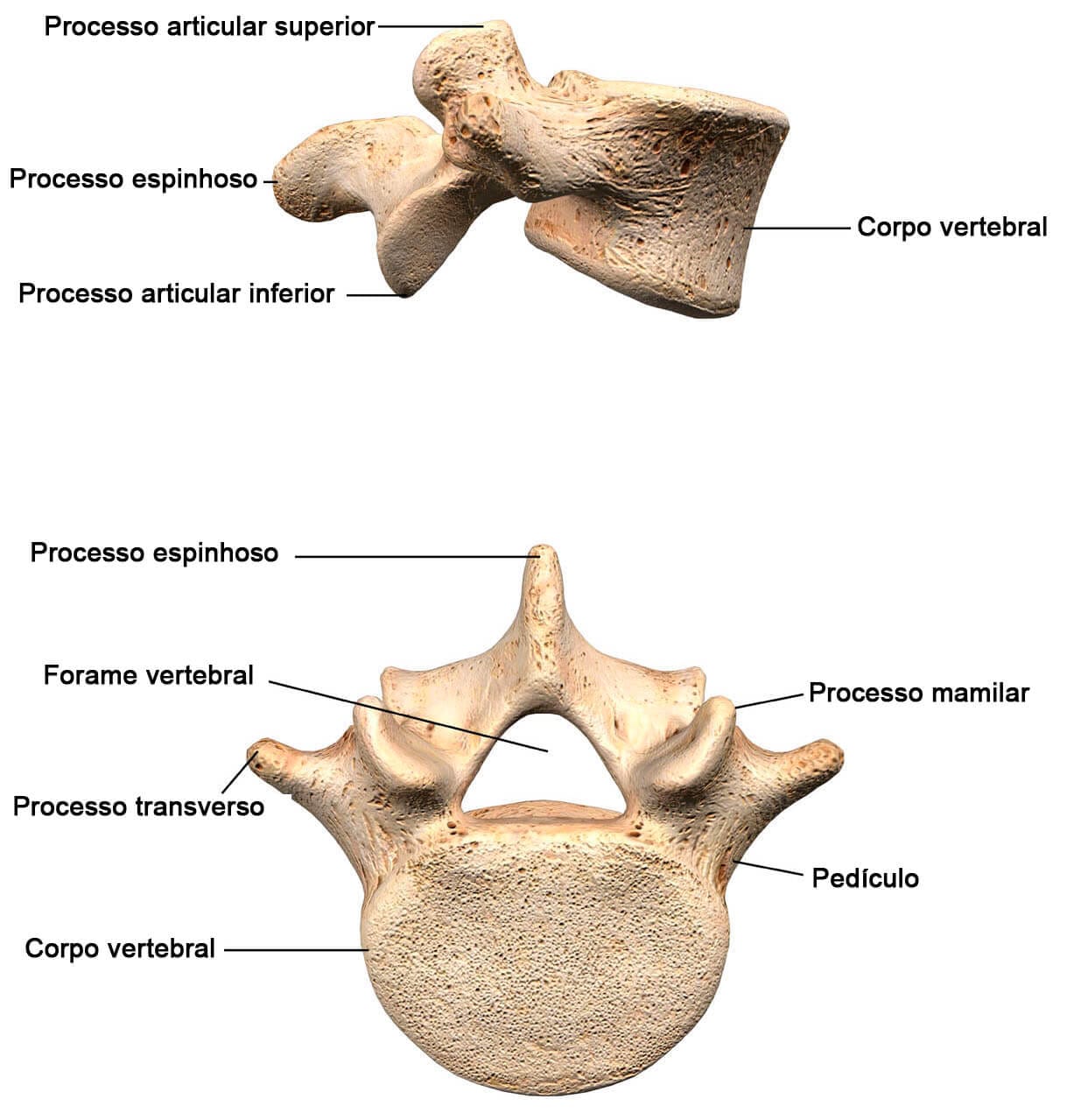 Anatomia Osteomioarticular Do Dorso Anatomia Osteomioarticular Do Dorso