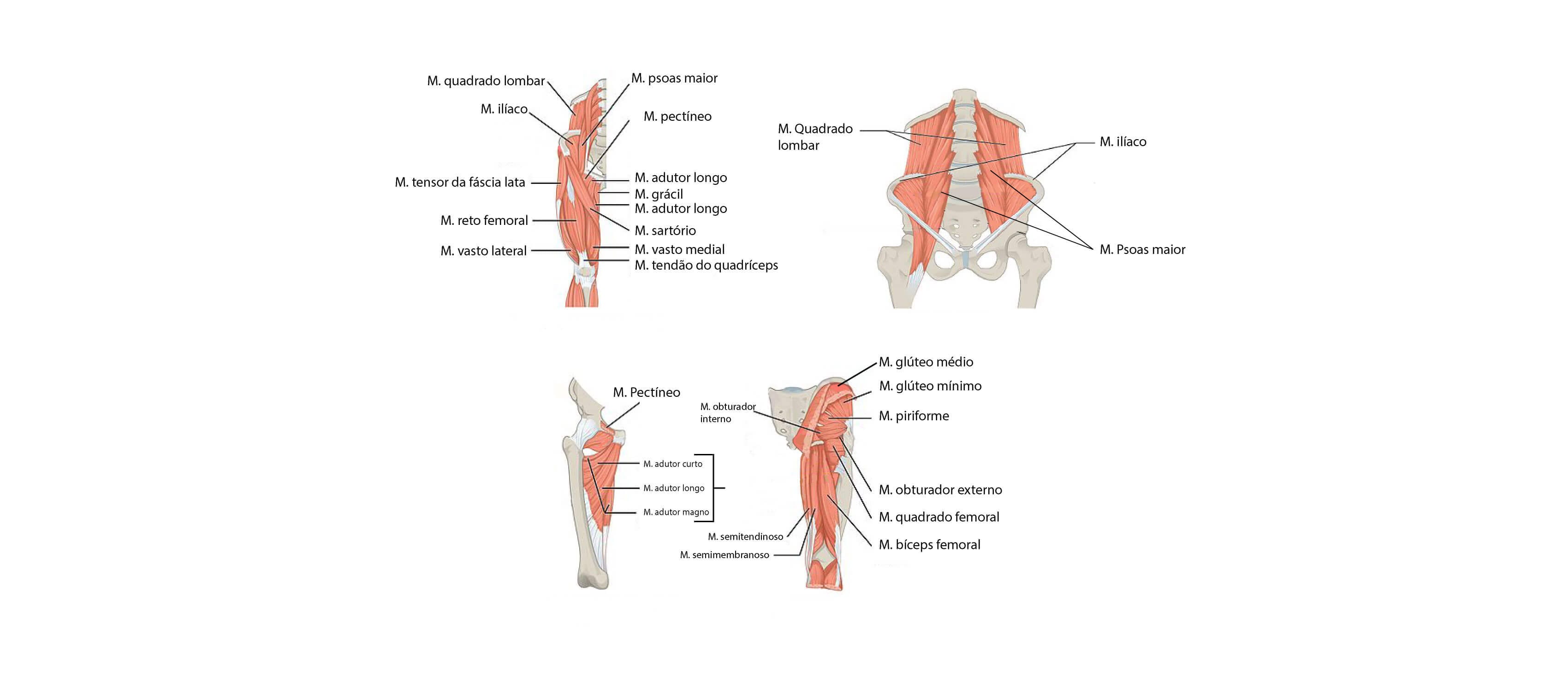 Anatomia Osteomioarticular Dos Membros Inferiores