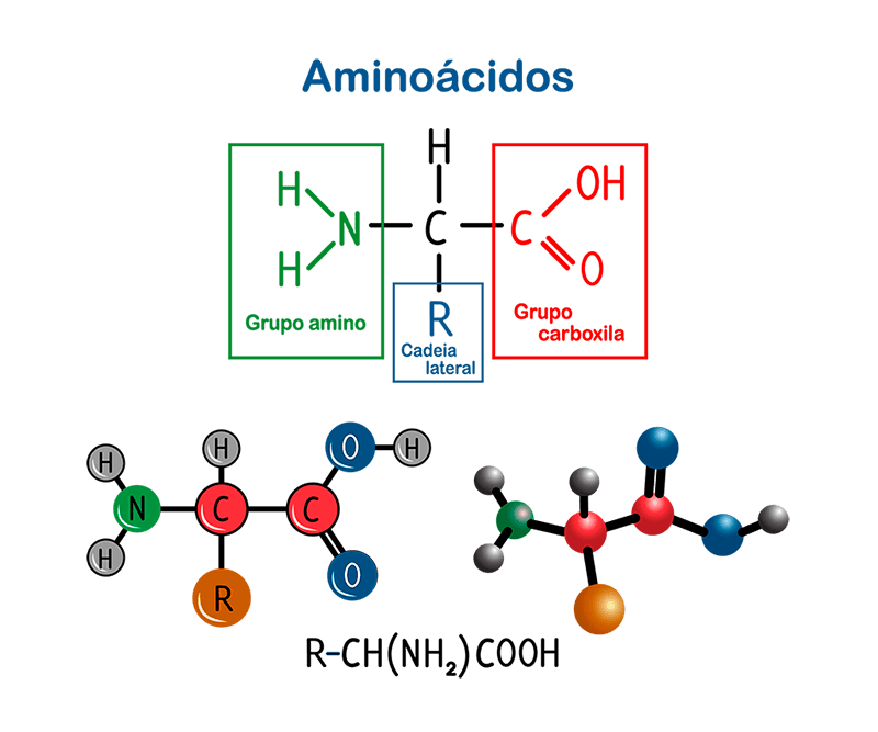 Bioquímica dos aminoácidos, proteínas e enzimas