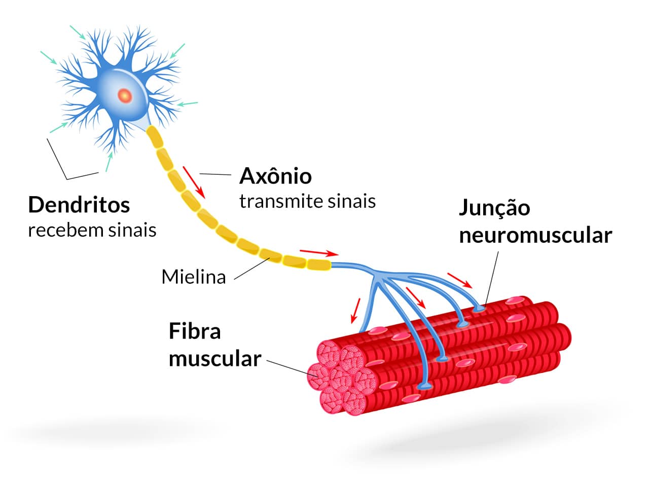 Fisiologia Do Sistema Nervoso Somático E Sistema Nervoso Visceral