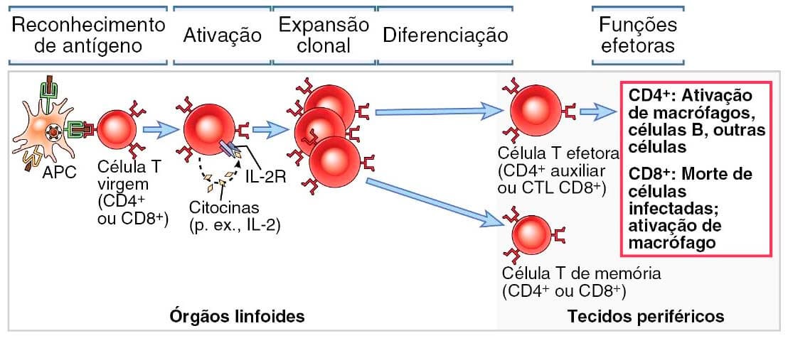 Mecanismos das respostas imunológicas