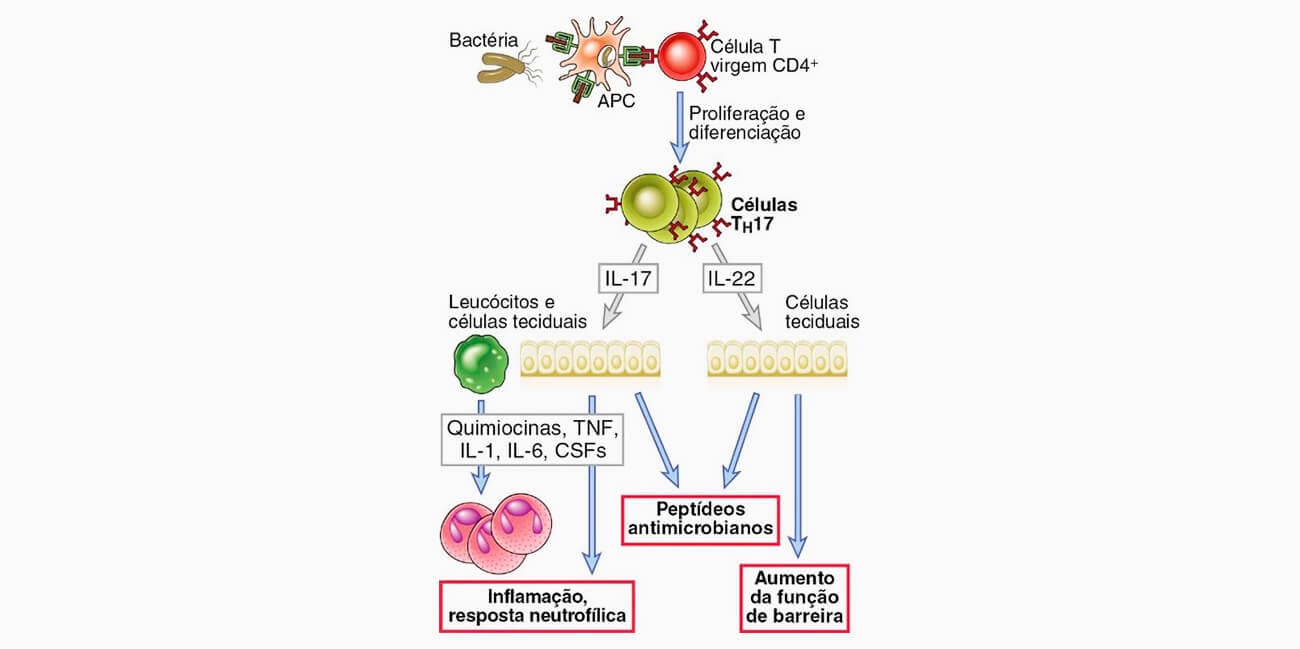 Mecanismos das respostas imunológicas