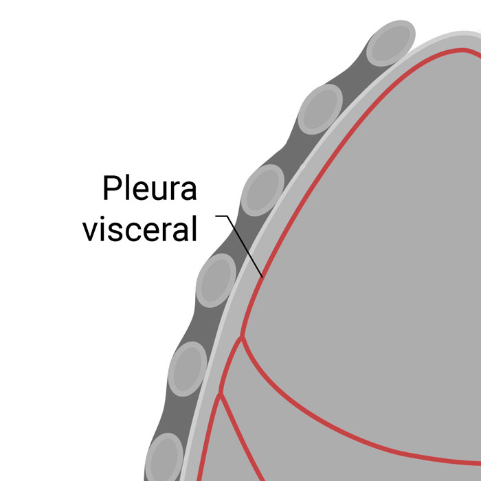 Fonte: Alila Medical Media/ShutterStock