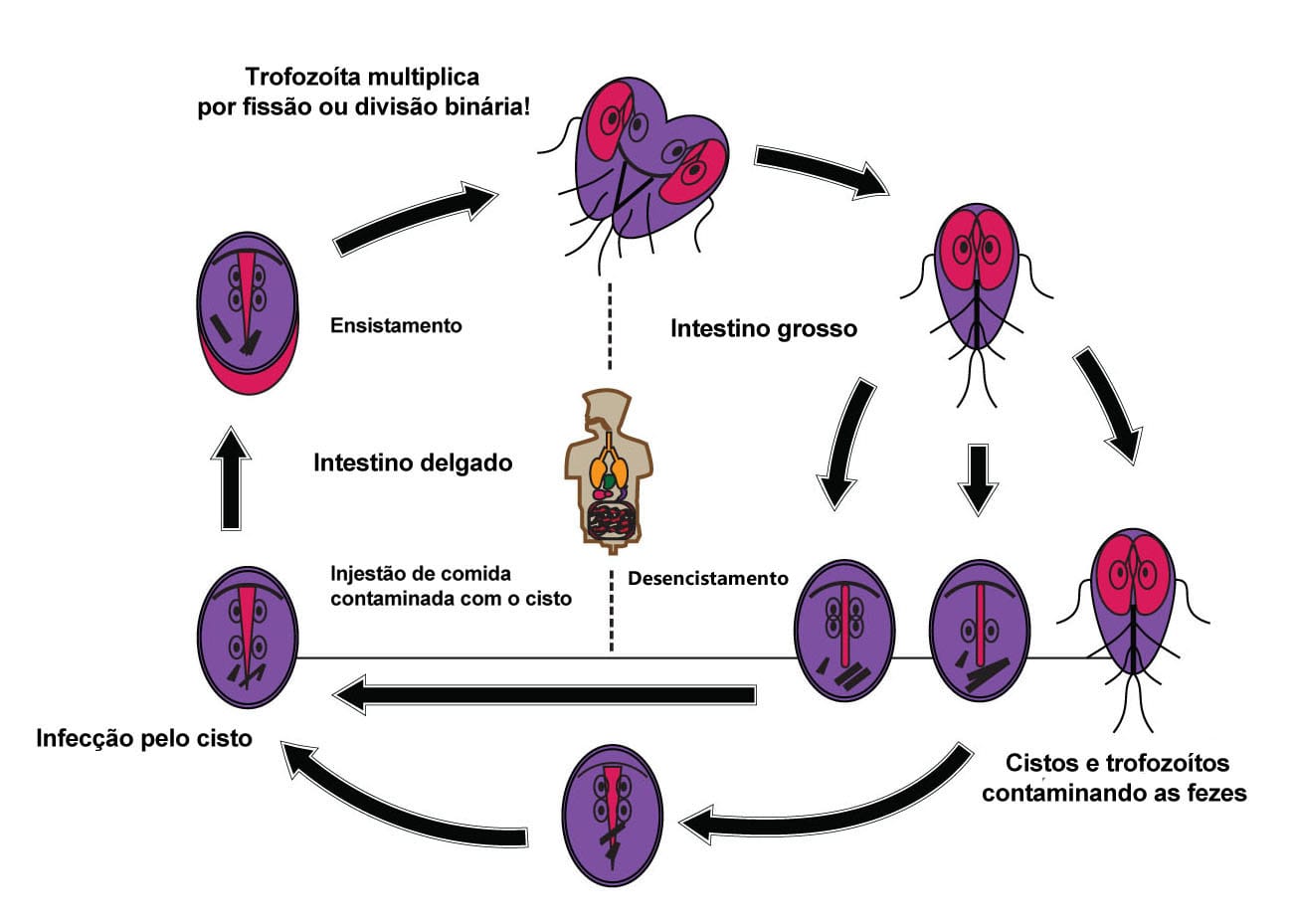 PROTOZOÁRIOS DE VIAS DIGESTIVAS E GENITURINÁRIAS